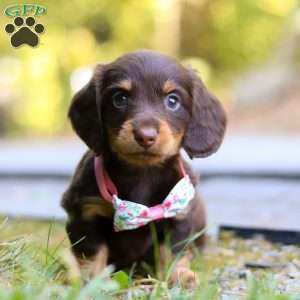 Darla, Dachshund Puppy